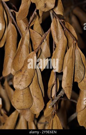 Dead oak tree leaves hanging on a twig fall concept dried leaf foliage. Stock Photo