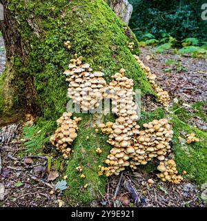 Large number of fungi growing on a moss covered tree trunk Stock Photo