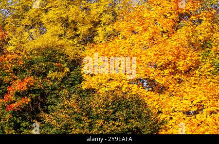 Dundee, Tayside, Scotland, UK. 10th Oct, 2024. UK Weather: Magnificently colourful autumn foliage on trees near Dundee, Scotland. The sycamore and horse chestnut trees are generally the first to change yellow in October, followed by the birch tree. Credit: Dundee Photographics/Alamy Live News Stock Photo