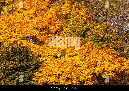 Dundee, Tayside, Scotland, UK. 10th Oct, 2024. UK Weather: Magnificently colourful autumn foliage on trees near Dundee, Scotland. The sycamore and horse chestnut trees are generally the first to change yellow in October, followed by the birch tree. Credit: Dundee Photographics/Alamy Live News Stock Photo