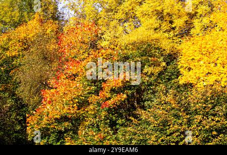 Dundee, Tayside, Scotland, UK. 10th Oct, 2024. UK Weather: Magnificently colourful autumn foliage on trees near Dundee, Scotland. The sycamore and horse chestnut trees are generally the first to change yellow in October, followed by the birch tree. Credit: Dundee Photographics/Alamy Live News Stock Photo