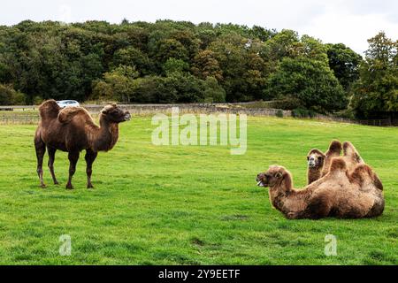 Bactrian Camel, Camelus Bactrianus, Bactrian camels, camels, two hump camels, Asia, Herbivore, animal, camel, camels in field, Mainsgill Farm, Richmon Stock Photo