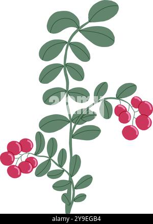 Cowberry hand drawn vector green branch with red berries. Ingredient for cooking dishes sauce and desserts in restaurant Stock Vector