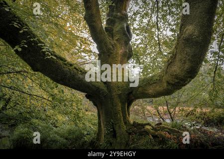 Golitha Falls.  A massive imposing old Beech Tree Fagus sylvatica in atmospheric ancient Draynes Wood on Bodmin Moor in Cornwall in the UK. Stock Photo