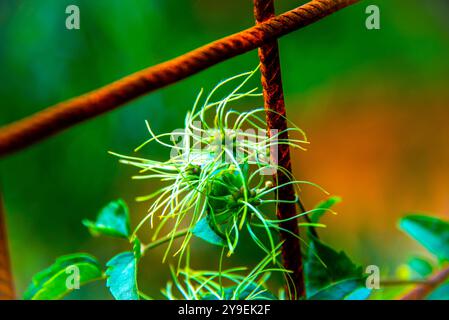 close up of Clematis Vitalba photographed with the green forest of Sestri Levante in the background, Genoa, Liguria, Italy Stock Photo