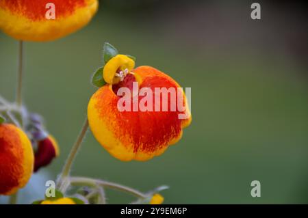 Calynopsis Single Yellow & Red Calceolaria Calynopsis 'Slipper Flower' on Display ...