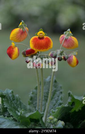 Calynopsis Yellow & Red Calceolaria Calynopsis 'Slipper Flowers' Display in an ...