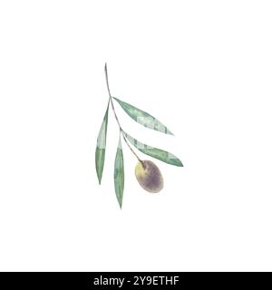 Watercolor hand drawn olive branch illustration Stock Photo - Alamy