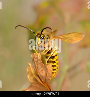 A well focussed close-up of a German wasp standing vertically on a dried leaf. It could almost be described as cute in this pose. Stock Photo