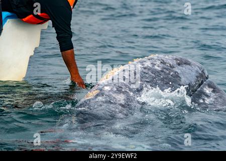 Man Hand petting caressing a grey whale in bahia magdalena baja california sur mexico Stock Photo