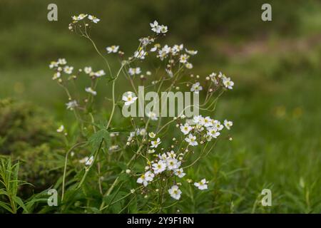 Ranunculus platanifolius (large white buttercup) is a species of perennial herb of the Ranunculaceae family. Stock Photo