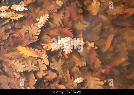 Fallen autumn oak leaves in puddle of water closeup as natural background Stock Photo