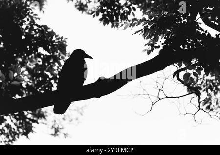 Black and white abstract picture with a raven bird sitting on a tree branch Stock Photo