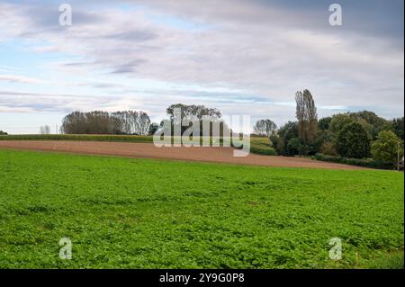 Green hills and agriculture fields at the Flemish countryside in Herzele, East Flanders, Belgium Stock Photo