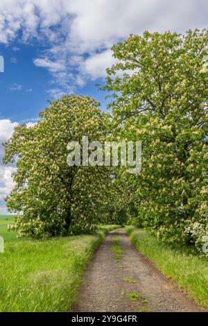 chestnut alley in the Czech Central Highlands Stock Photo