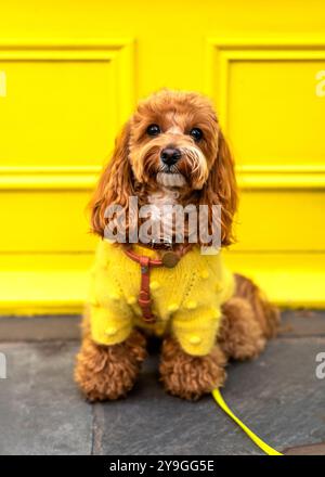 A Cavapoo attending Chelsea Dog Day 2024 held at Duke of York Square, Kings Road, Chelsea, London Stock Photo