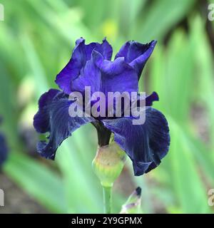 Dark purple early summer flowers of bearded iris Draco growing in a border UK may Stock Photo