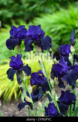 Dark purple early summer flowers of bearded iris Draco growing in a border UK may Stock Photo