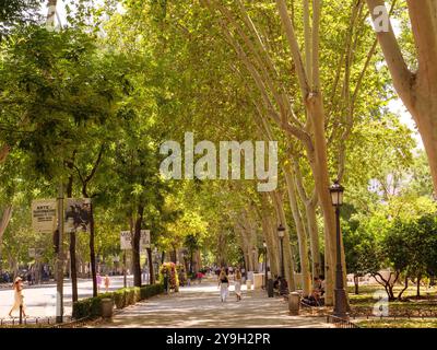 Tree lined avenue of the Paseo del Prado, Madrid, Spain Stock Photo