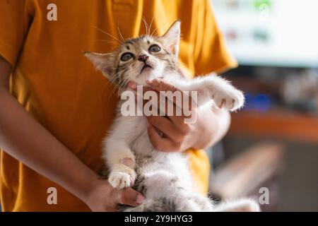A person in a yellow shirt holds a small, fluffy kitten. The kitten looks curious and slightly surprised, with its paws raised. The background is blur Stock Photo