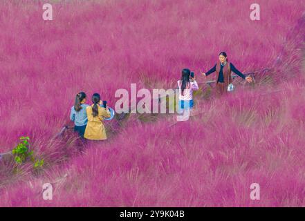 SUQIAN, CHINA - OCTOBER 10, 2024 - Tourists play in a pink a grass in Suqian, Jiangsu province, China, Oct 10, 2024. Stock Photo