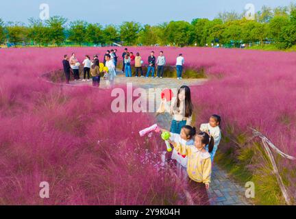 SUQIAN, CHINA - OCTOBER 10, 2024 - Tourists play in a pink a grass in Suqian, Jiangsu province, China, Oct 10, 2024. Stock Photo