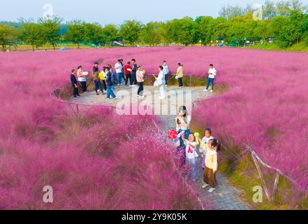 SUQIAN, CHINA - OCTOBER 10, 2024 - Tourists play in a pink a grass in Suqian, Jiangsu province, China, Oct 10, 2024. Stock Photo