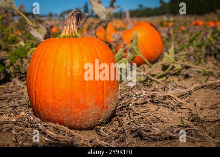 Large orange pumpkin in a pumpkin patch during harvest season in Ontario. Stock Photo