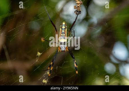 A beautiful Banded-legged Golden Orb-weaver (Trichonephila senegalensis) on its web Stock Photo