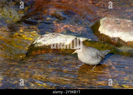 American dipper (Cinclus mexicanus) at Two Medicine River, Glacier National Park, Montana Stock Photo