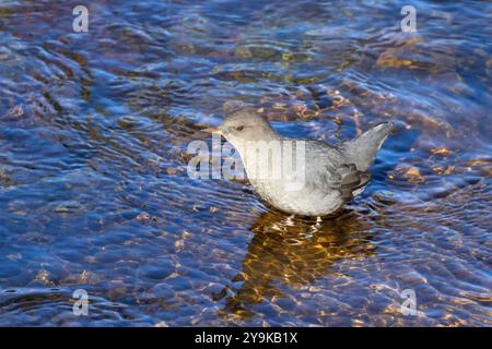 American dipper (Cinclus mexicanus) at Two Medicine River, Glacier National Park, Montana Stock Photo