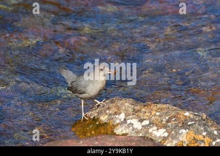 American dipper (Cinclus mexicanus) at Two Medicine River, Glacier National Park, Montana Stock Photo