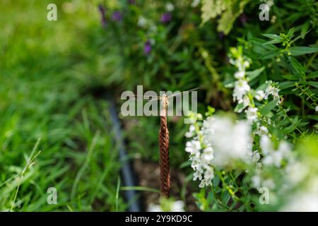 In a lush garden full of green plants and white flowers, a four winged dragonfly perches motionless atop a brown, elongated rusty metal rod. Stock Photo