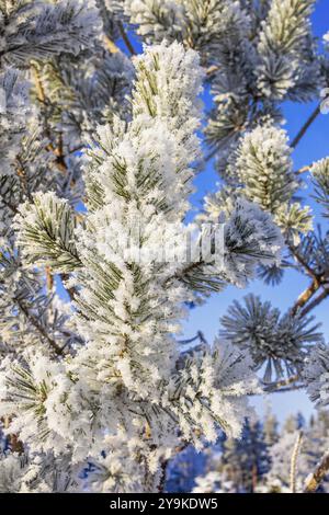 Detailed close-up of a pine branch covered with fresh green needles ...