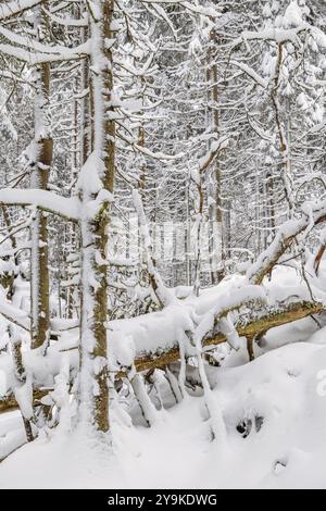 Fallen trees in an old growth forest with deep snow and frosty trees on a cold winter day Stock Photo