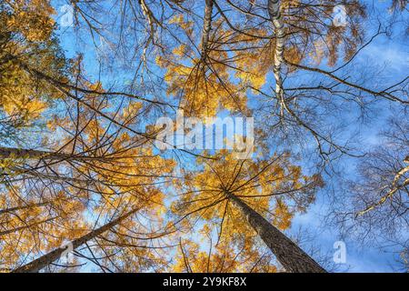 Looking up the pine trees in autumn forest with yellow and red leaves foliage Stock Photo