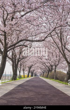 Spring pink cherry blossom tree and walk path at Daejeo Eco Park, Busan South Korea Stock Photo