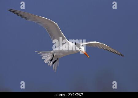 Royal Tern, (Sterna maxima), aerial photograph, USA, North America, Florida, Bowman's Beach, Sanibel, Florida, USA, North America Stock Photo