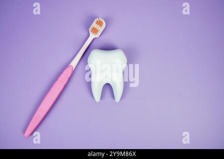 Toothbrush and White Tooth model with calculator dental hygiene concept on purple background Stock Photo