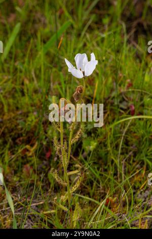 Drosera cistiflora in natural habitat near Malmesbury, Western Cape, South Africa Stock Photo