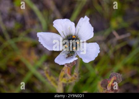 Drosera cistiflora in natural habitat near Malmesbury, Western Cape, South Africa Stock Photo