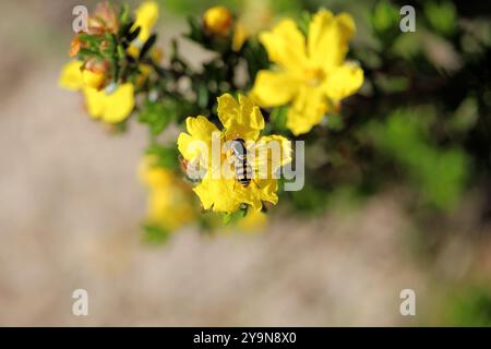 Yellow-shouldered Stout Hover Fly (Simosyrphus grandicornis) feeding on Silky Guinea-Flower nectar Stock Photo