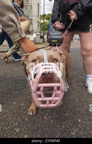 England, Kent, Dover, American Bully Dog with Muzzle Stock Photo