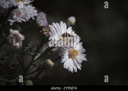 Hoverfly on a delicate pink flower collecting pollen. Macro shot of an insect. Animal in nature Stock Photo