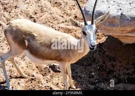 A close up of an Arabian Sand Gazelle (Gazella marica) in the rocks of ...
