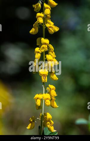 Lembotropis nigricans grows in the wild. A delicate branch of yellow flowers on Cyni Broom Shrub. Stock Photo