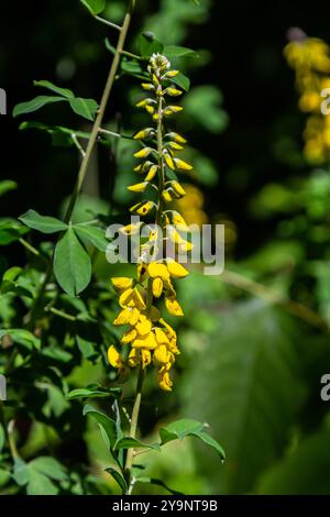 Lembotropis nigricans grows in the wild. A delicate branch of yellow flowers on Cyni Broom Shrub. Stock Photo