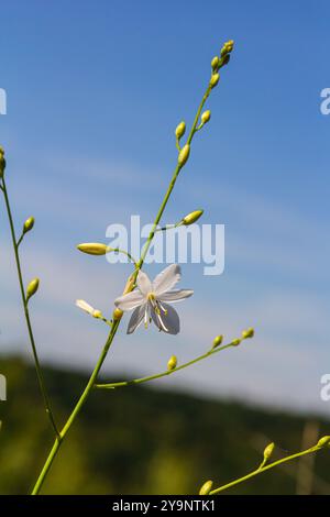 Fragile white and yellow flowers of Anthericum ramosum, star-shaped, growing in a meadow in the wild, blurred green background, warm colors, bright an Stock Photo