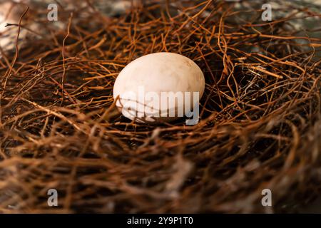 Bird's nest with egg. a white bird egg in a brown straw nest in the wild. Stock Photo