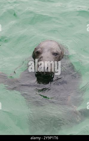 Grey Seal Halichoerus Grypus St Ives Cornwall Stock Photo - Alamy